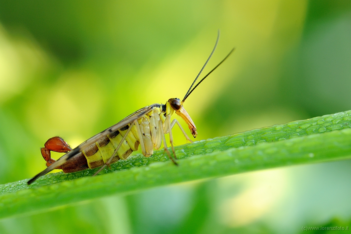 Panorpa communis (mosca scorpione)2.jpg